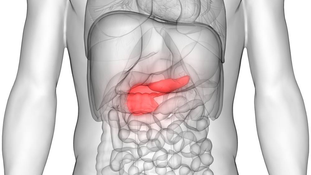 صورة ثلاثية الأبعاد لأعضاء جسم الإنسان مع إبراز البنكرياس
