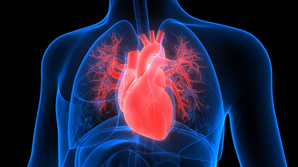 Conceito de ilustração 3D da anatomia do coração do sistema circulatório humano