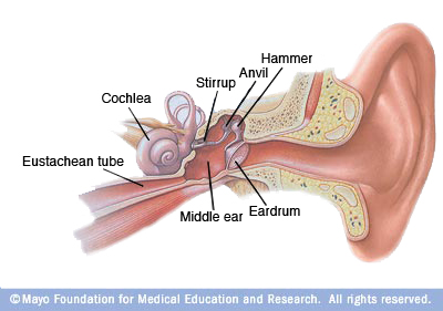 Illustration of the inside of an ear