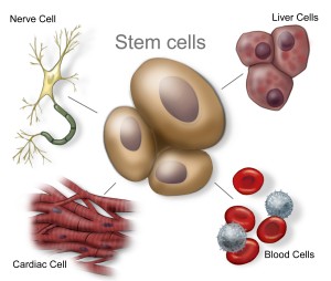 Illustration of various stem cells