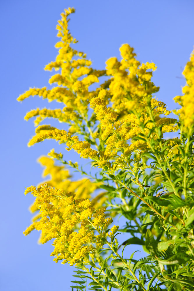 Picture of yellow goldenrod blooms with blue sky in background