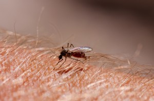 Mosquito on adult human arm