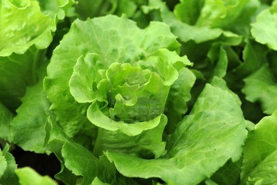 Green leafy head of lettuce