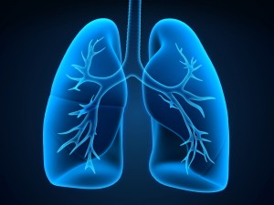 transparent view of the lung 