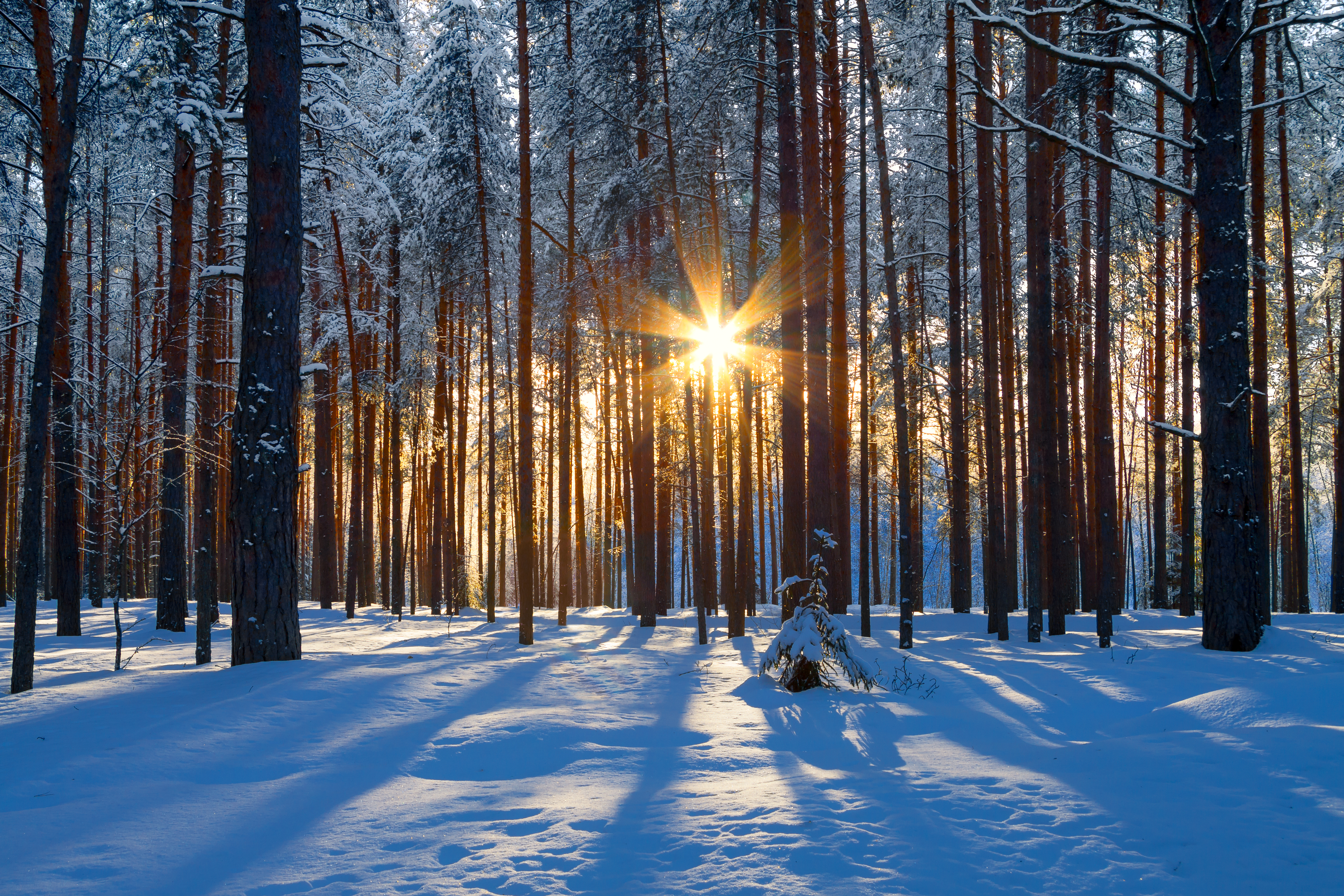 Winter sunlight through trees