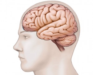 illustration of human head profile with brain structure visible