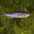 A striped zebrafish swimming in a green background.