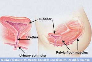 Pelvic floor muscles and urinary incontinence