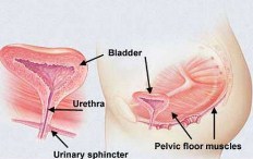 Músculos del suelo pélvico y incontinencia urinaria