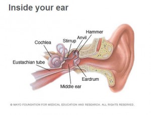 Inside your ear illustration