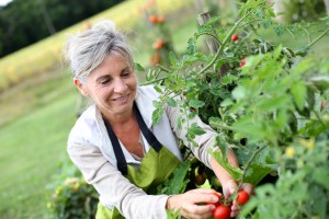 Woman working in tomato garden
