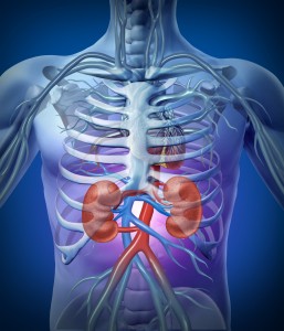 Skeletal illustration with kidneys