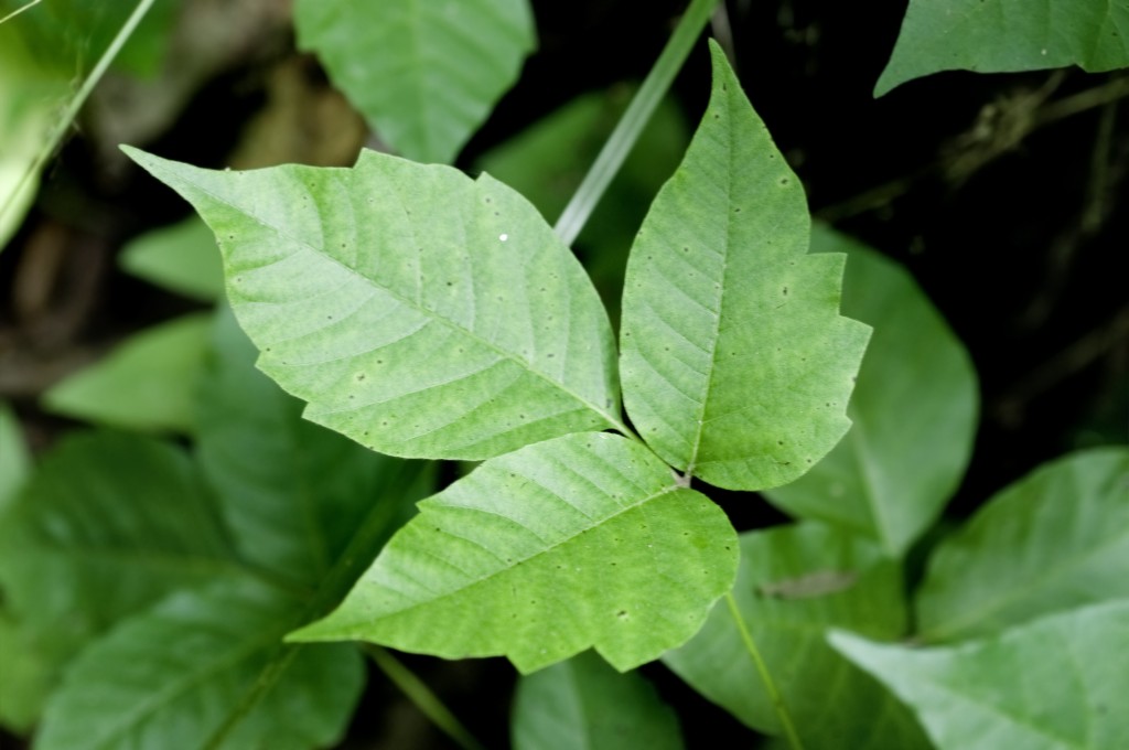 close up of three leaf poison ivy