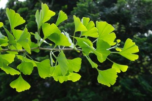 green leaves of a Ginkgo tree