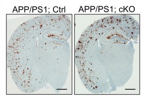 Loss of LRP6 in neurons leads to enhanced buildup of amyloid protein, a pathological hallmark of Alzheimer's disease.