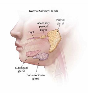 illustration of normal salivary glands