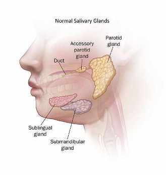 Ilustración de glándulas salivales normales.