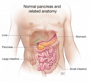 illustration of normal pancreas and related anatomy