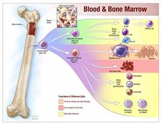 Ilustración sobre la sangre y la médula ósea