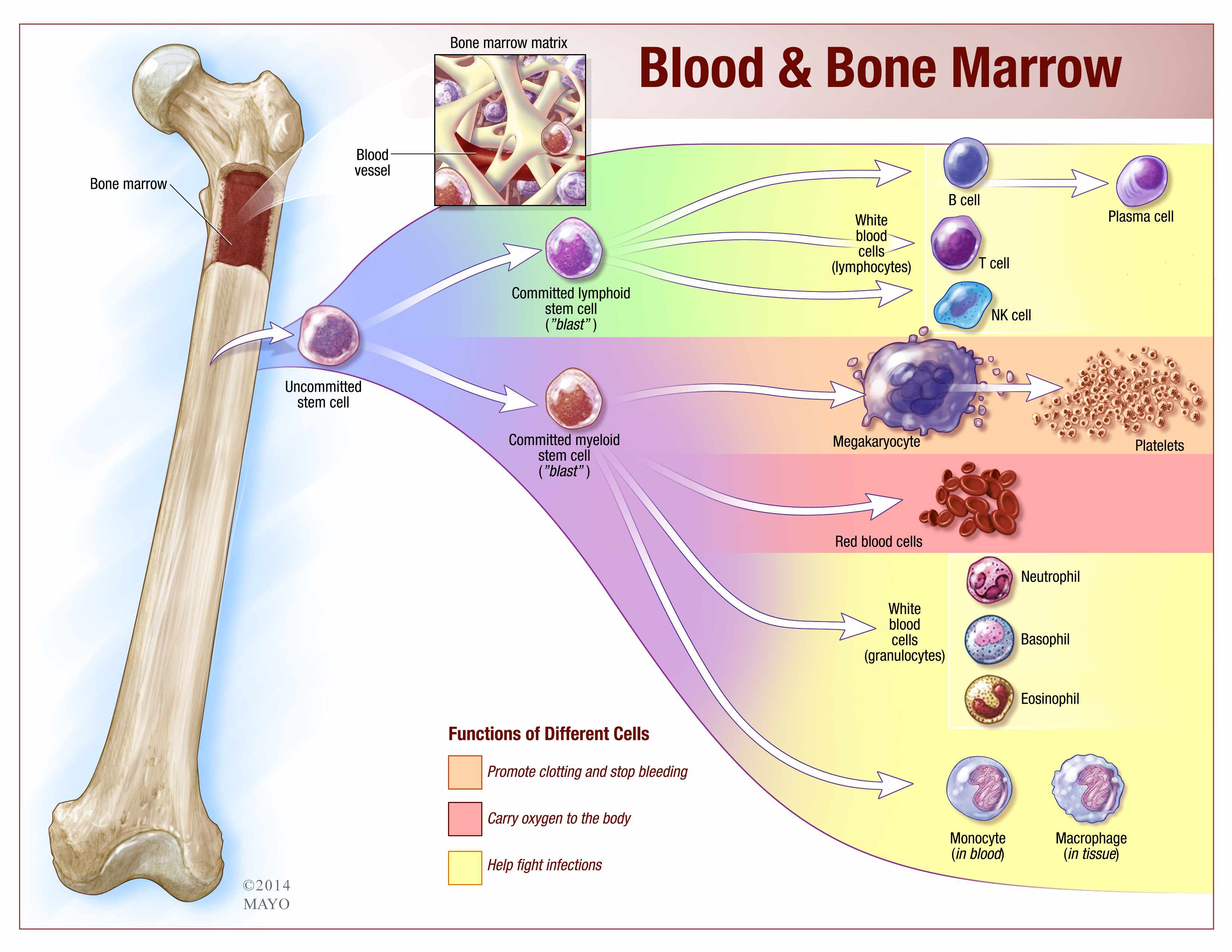 Tuesday Q And A Numerous Conditions Can Lead To Low White Blood Cell 