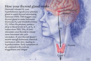 how thyroid works illustration