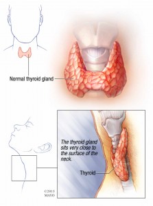 illustration of normal thyroid gland