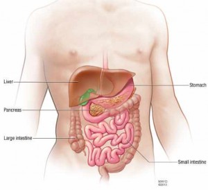 full body illustration of pancreas, stomach, liver, intestine