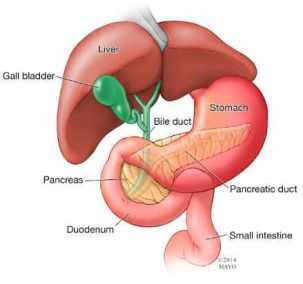 Ilustración del páncreas, estómago e hígado