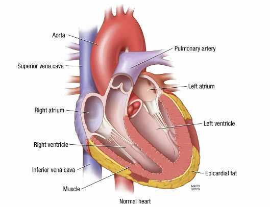 ilustración de corazón normal
