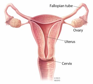 normal female reproductive organs -illustration of uterus, fallopian tubes, ovaries, cervix