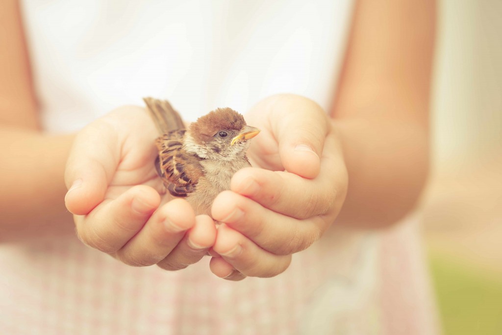 sparrow sitting in child's hand showing kindness