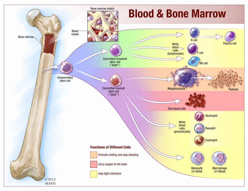 illustration overview of what bone marrow makes and where lymphocytes come from