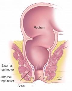 medical illustration of rectum with anus, external and internal sphincters