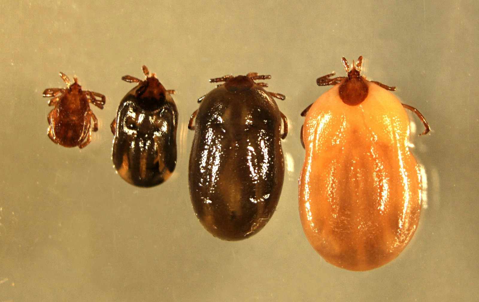 wood tick showing degree of engorgement