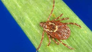 a tick on a blade of grass - courtesy CDC