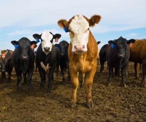 cows in a corral, bovine, antibiotic resistance