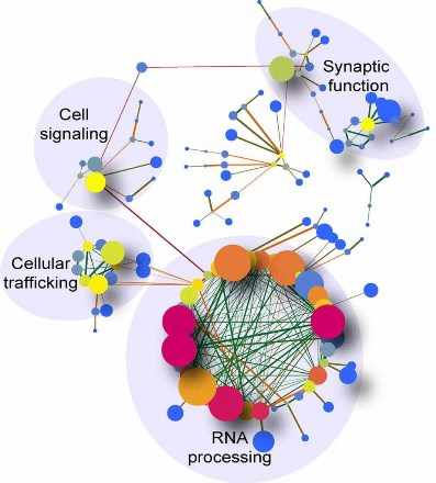 Demostración de la relación entre los ARN diferentemente procesados en la región del cerebelo de pacientes con c9ALS.