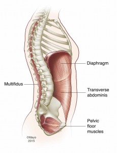 skeletal illustration of the muscles: diaphram, multifidus, transverse abdominis, pelvic floor muscles