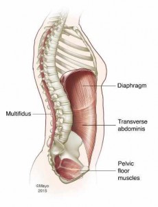 Ilustración de los músculos: diafragma, multífido, transverso del abdomen, músculos del piso pélvico