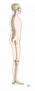 skeletal illustration of an entire side view of a body highlighting an ideal posture that has a neutral head, spine, pelvis, knees and feet