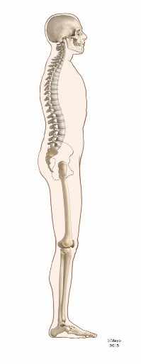 Vista lateral de un cuerpo en la postura ideal, manteniendo en posición neutra la cabeza, la columna, la pelvis, las rodillas y los pies