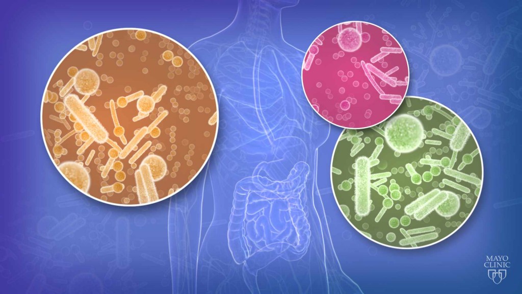 medical illustration depicting bacteria and the human microbiome
