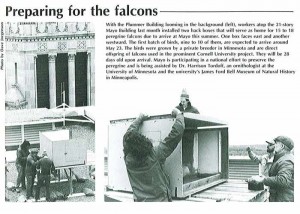 newspaper photo of peregrine falcon project, Throwback Thursday