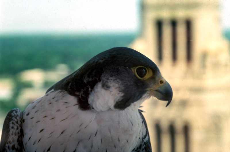 close up of peregrine falcon at Mayo Clinic with Plummer Building