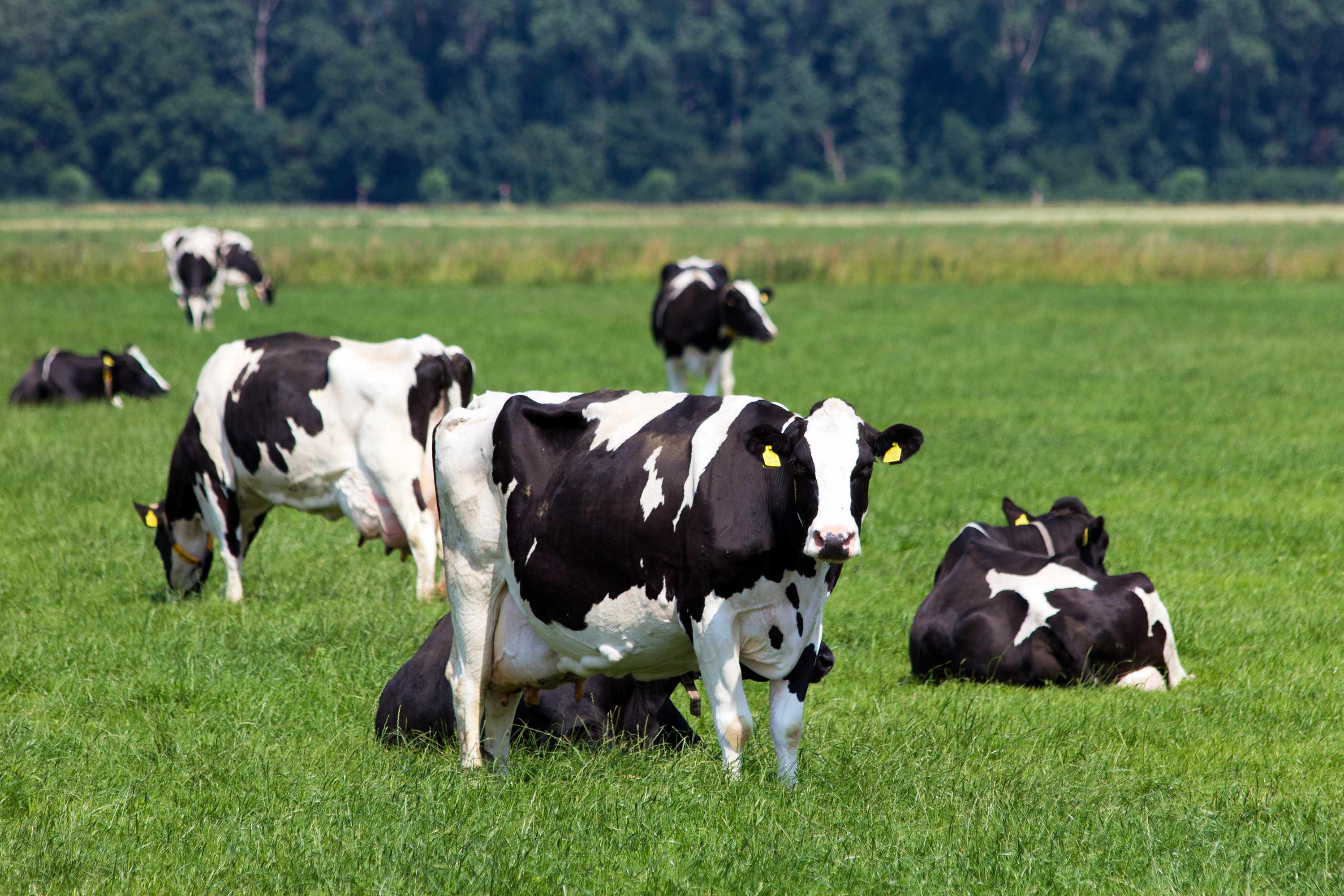 Black and white dairy cows standing in a field of grass on a farm