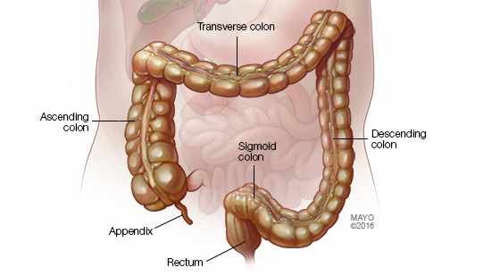 medical illustration of colon and rectum