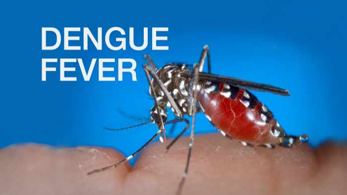 "dengue fever” text on an image of a female Aedes albopictus mosquito