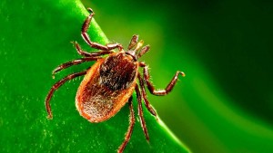 Mayo Researchers Identify New Borrelia Species that Causes Lyme Disease ...