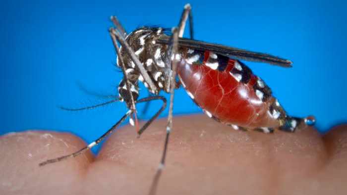 photograph of a female Aedes albopictus mosquito 