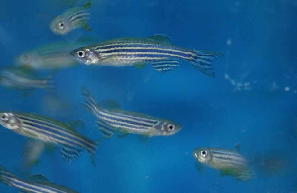 Close-up of zebra fish